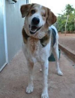 Miss Sunny - wartet in 50259 Pulheim - Mettmann