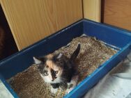 Kitten Katzenbabies katzenbaby katzen - Iserlohn Zentrum