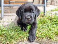 Edle Labrador Welpen mit Ahnentafel, Nachkommen von Champions - Kempten (Allgäu)