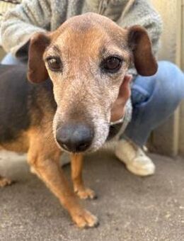 Mylo - Gnadenplatz gesucht! - Köln