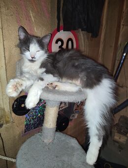 Maine-Coon-Katzen Mix in liebevolle Hände abzugeben - Burg (Spreewald)