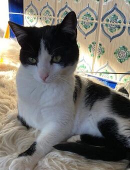 Sissi sucht Ihr Glück 🐾🐾 - Benediktbeuern