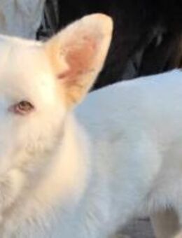 Jon Snow, der Interessierte 🐾 - Elsdorf (Nordrhein-Westfalen)