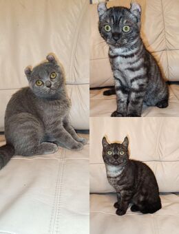Kitten Mischung BKH-Amerikan Curl - Berlin Charlottenburg-Wilmersdorf