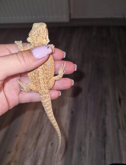 Bartagame Jungtier ( pogona vitticeps ) - Offstein