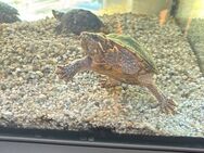 2 gewöhnliche Moschus Schildkröten - Köln