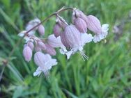 Taubenkropf- Leimkraut ( Silene vulgaris) - Horgenzell