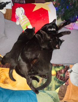 Kleines Kätzchen / Kitte 13 Wochen Abzugeben. - Alling