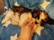 Shih-Tzu Welpe Baby Jeannie - Stuhr