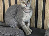 Katzen Mädchen - Hagen (Stadt der FernUniversität) Boele