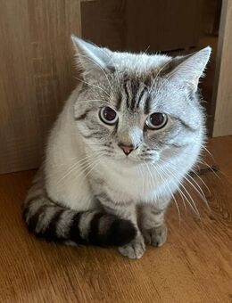 BKH-Kater point - Wassenberg