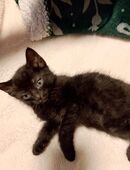 Kitten Eine babykatze sucht noch ein warmes bettchen in 42897