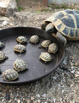 Griechische Landschildkröten NZ 2025 - Werdau Zentrum
