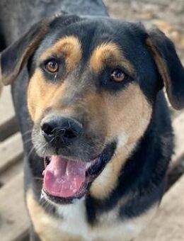 Eppo, geb. ca. 11/2022, Griechenland - Markdorf