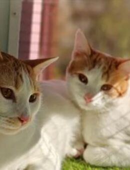 Copper & Monchi Verspieltes Dreamteam - Unterföhring