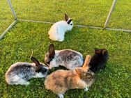 Diverse junge Kaninchen (Kleinwidder, Rex, Löwenköpfchen, Holländer) - Reitnau