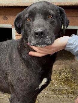 APOLONIA ~ ruhig und ausgeglichen - Duisburg