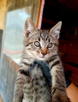 🐱 Junger Simba möchte auf Reise ❤️ - Eislingen (Fils)