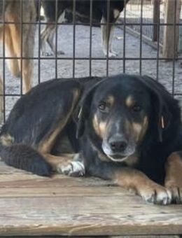 Taron -NOTFALL, Pflegest. o. Zuhause ges - Oberwies