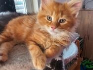 RESERVIERT BIS MITTWOCH! Ein besondere Herz Maine Coon Kater sucht liebevolles zu Hause - Rüsselsheim