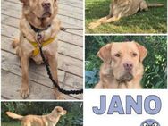 JANO -aufgeweckt & freundlich- - Duisburg
