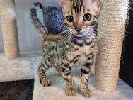 Bengal Kitten reinrassig - Porta Westfalica