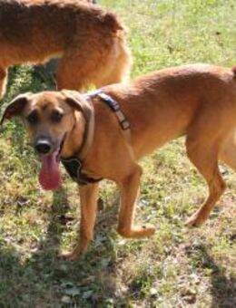 Sanfte Goldie - Ellerbek