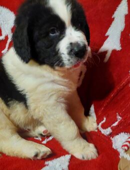 Landseermixwelpen abzugeben - Bodenwerder (Münchhausenstadt) Zentrum