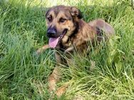 Tim-Traumhund sucht Happy End - Duisburg