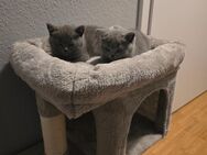 Britisch Kurzhaar Katzen ( Kitten ) - Köln