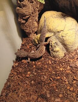 Verkaufe 1 Leopardgecko Weibchen 3 Jahre alt. - München Untergiesing-Harlaching