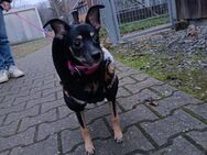 Daisy sucht ein Zuhause - Vaihingen (Enz)