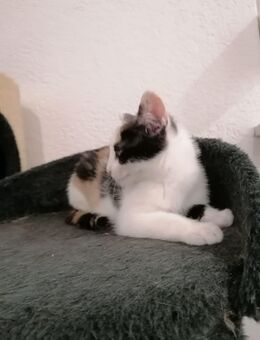 Katzenbabys Ekh, Kitten, Katze, Glückskatze - Gelnhausen