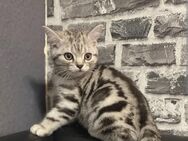 Süße BKH Kitten abzugeben - Hamburg