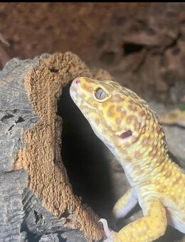 Leopardgecko(s) - Tönisvorst