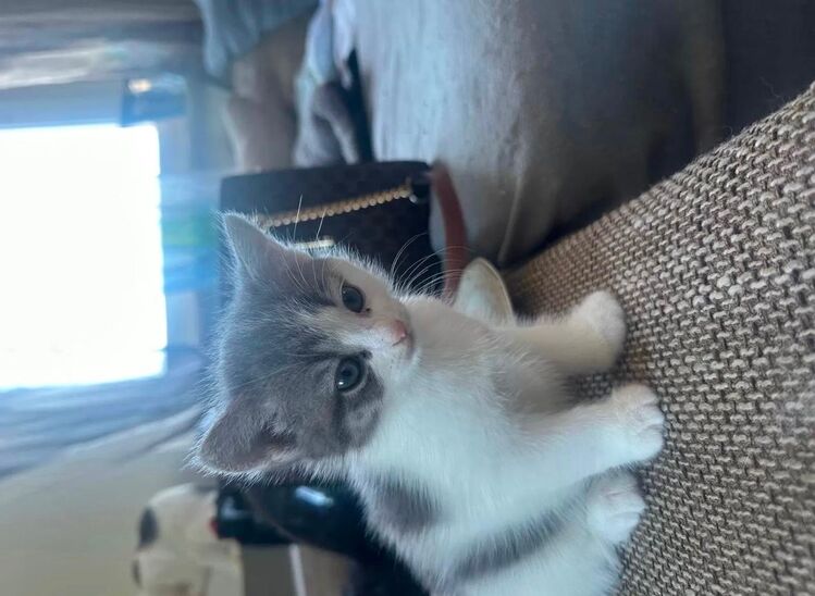 Bkh mix kitte suchst ein zu Hause - Herne