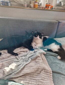 liebevolle Kater abzugeben - Hamburg