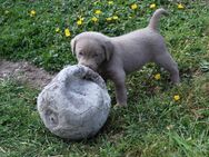 LABRADOR WELPEN Reinrassig mit Ahnentafel - GRAU und BRAUN - Beste Familienzucht - Pfaffenhofen (Ilm)