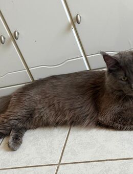 Maine Coon Deckkater XXL - Essen