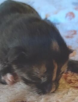 Weibliches Maine-Coon-Mix-Kitten abzugeben - Heilbronn