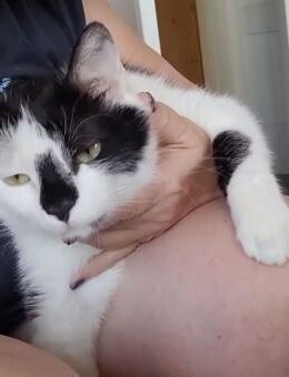 Lieber Tommy (Felv pos.) - Margetshöchheim