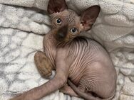 Sphynx Kitten - Köln