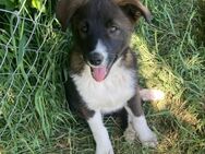 🐶💙Neugieriger Welpe Blue sucht Dich! - Eislingen (Fils)