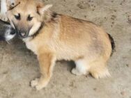 Ferdi sucht ein liebevolles Zuhause - Blankenheim (Nordrhein-Westfalen)