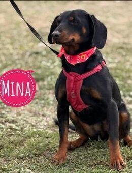 Mina Lebensfreude eingesperrt im Zwinger - Flörsheim-Dalsheim