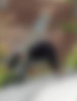 Ste*** - Schweinfurt