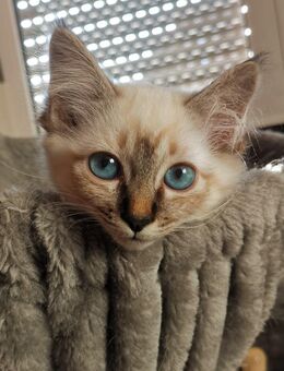 Heilige Birma Kitten - Nastätten