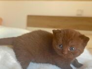 Reinrassiges BKH Kätzchen Weibchen Schoko braun Chocolate Britisch Kurzhaar Katze Kitten - Arnsberg