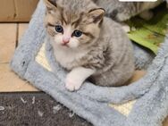 BKH Kitten 2Männchen reserviert, 1Weibchen+1 Männchen frei - Köln
