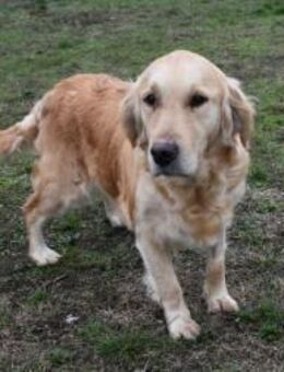 Sophie ausgenutzt und ausgedient! - Süderbrarup